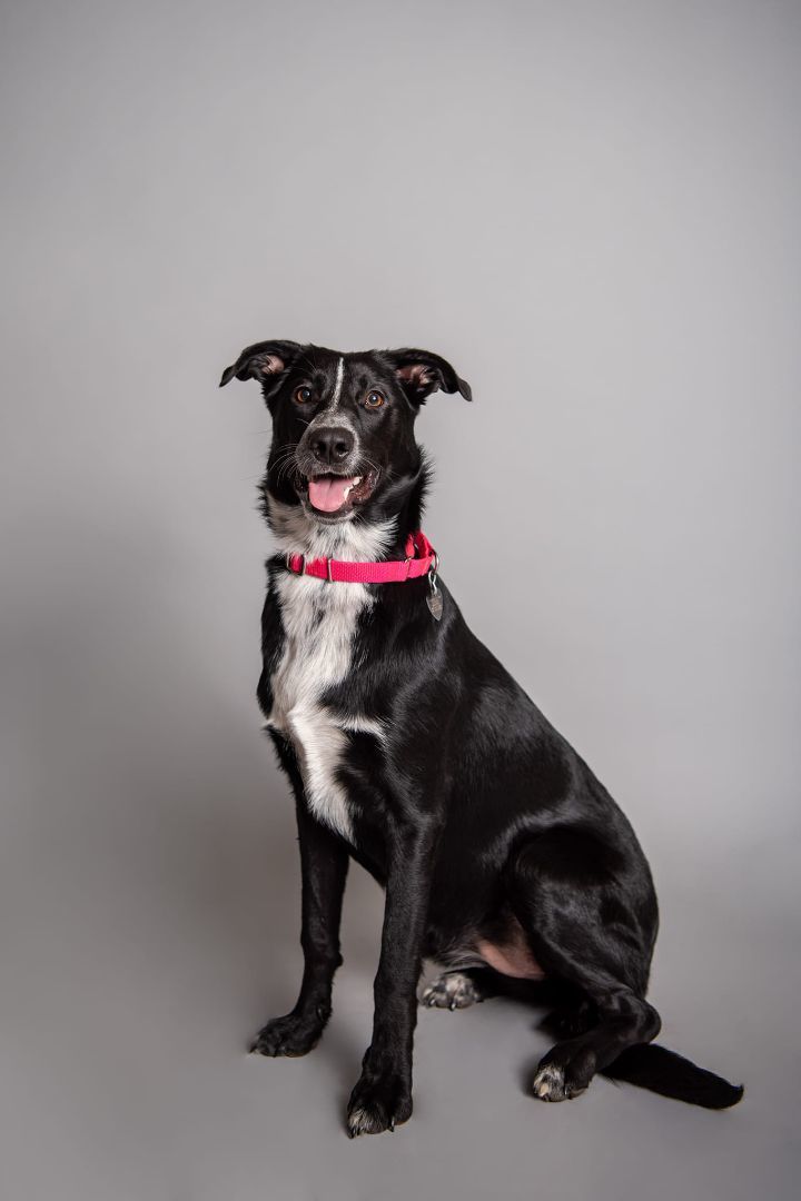 Panther, an adoptable Australian Cattle Dog / Blue Heeler & American Staffordshire Terrier Mix in Newcastle, OK_image-6