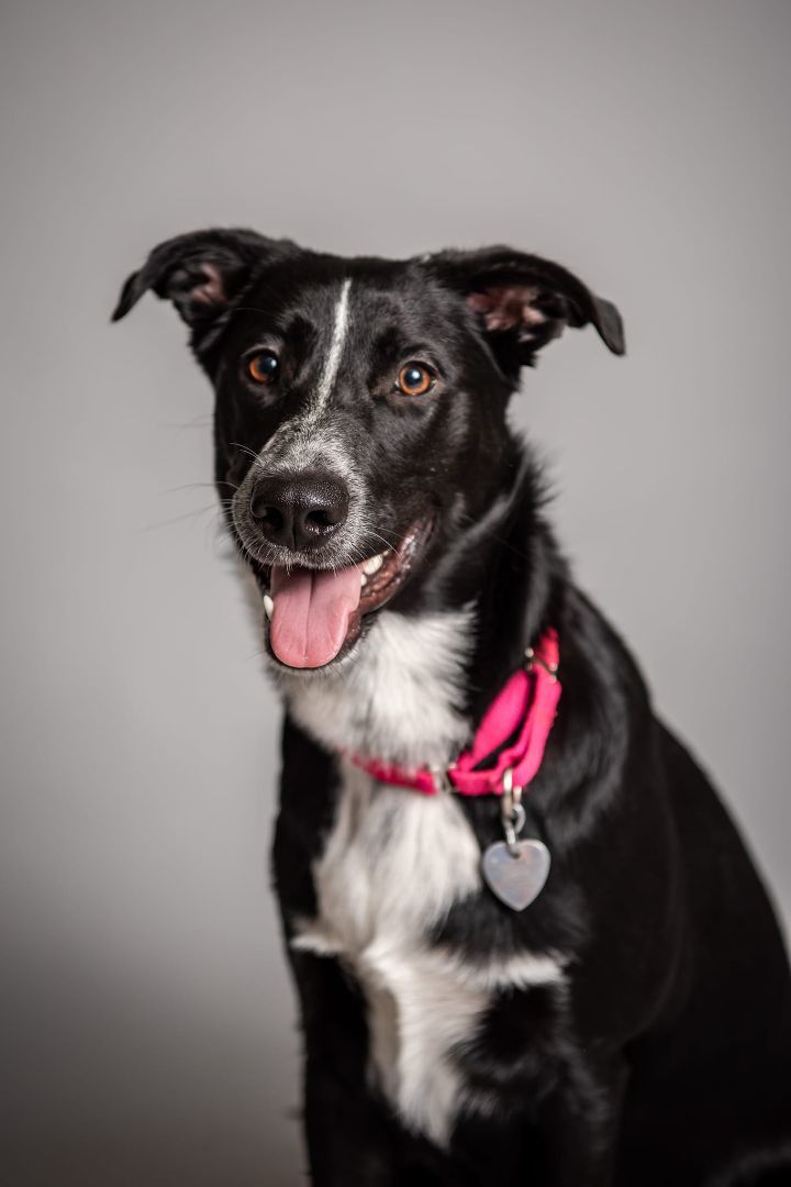 Panther, an adoptable Australian Cattle Dog / Blue Heeler & American Staffordshire Terrier Mix in Newcastle, OK_image-1