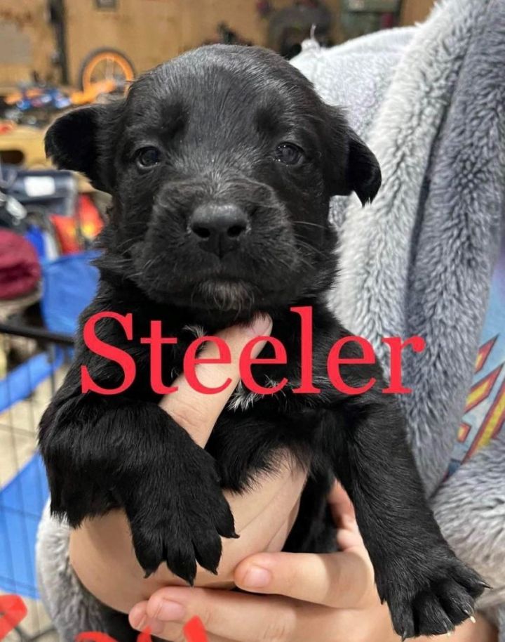 Steeler, an adopted Australian Cattle Dog / Blue Heeler & American Staffordshire Terrier Mix in Newcastle, OK_image-2