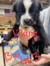 Viking
