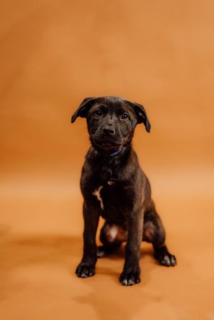 Dogs for Adoption Near Renton, WA | Petfinder