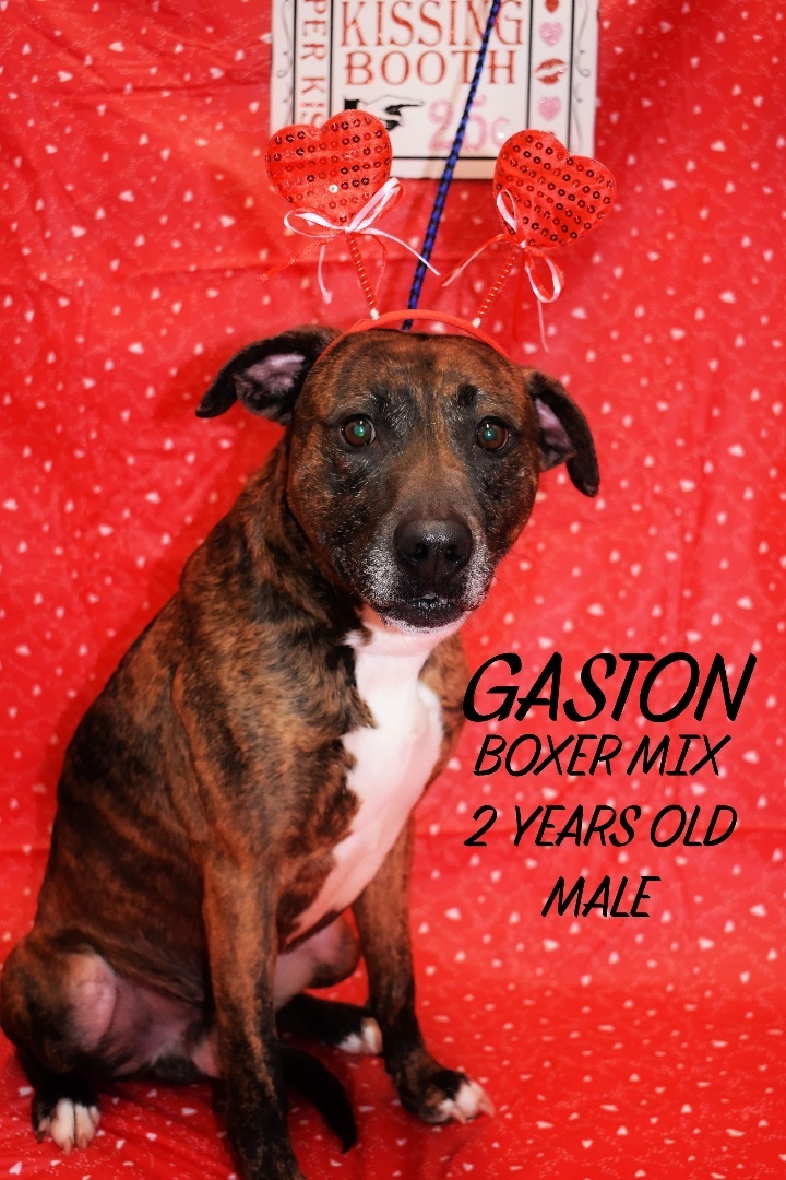 Gaston, an adoptable Plott Hound in Brookfield, MO, 64628 | Photo Image 1
