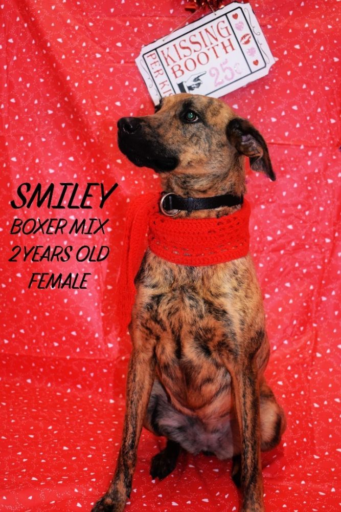 Dog for adoption Smiley a Feist Mix in Brookfield MO Petfinder