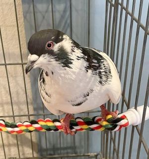 Kirby Pigeon Bird