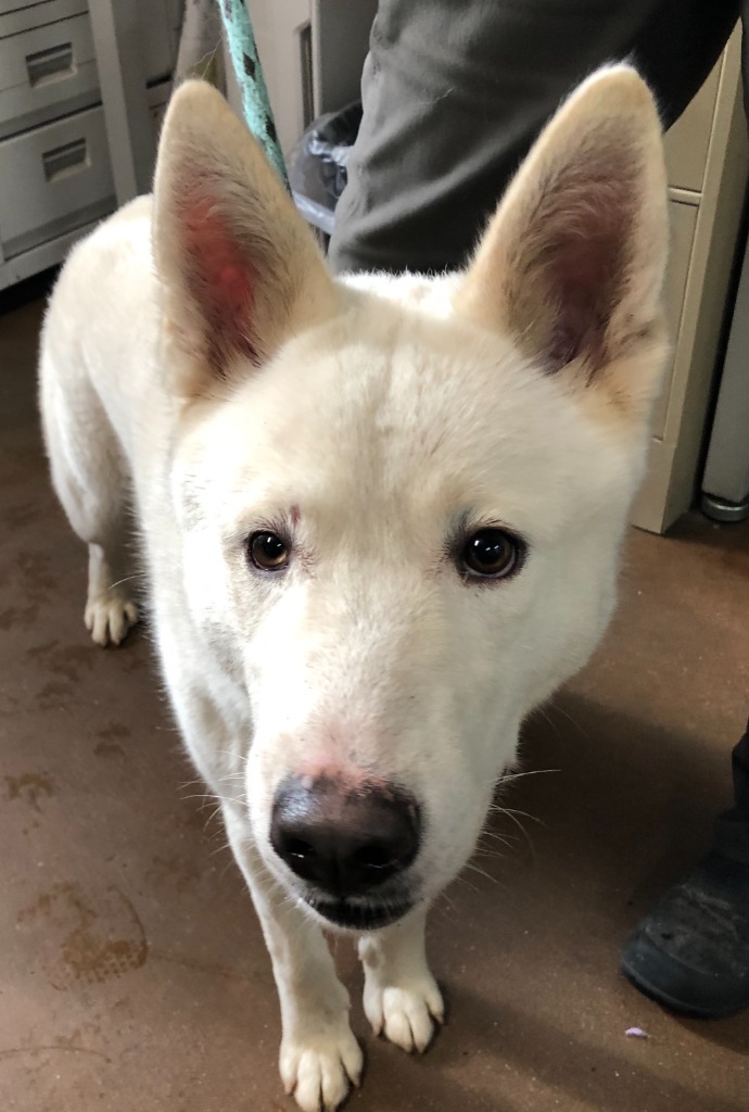 Charmin, an adoptable Husky in Chico, CA, 95928 | Photo Image 1
