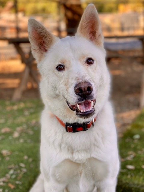 Charmin, an adoptable Husky in Chico, CA, 95928 | Photo Image 1