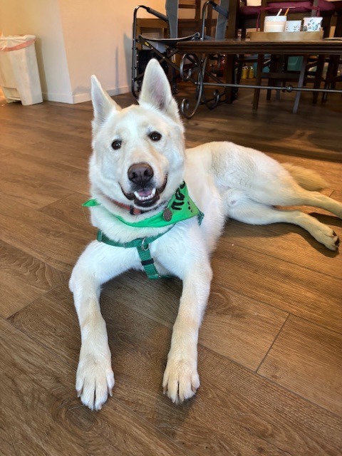 Charmin, an adoptable Husky in Chico, CA, 95928 | Photo Image 1