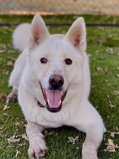 Charmin, an adoptable Husky in Chico, CA, 95928 | Photo Image 3