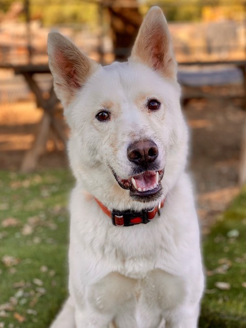 Charmin, an adoptable Husky in Chico, CA, 95928 | Photo Image 3