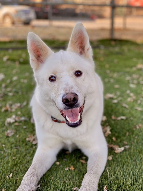 Charmin, an adoptable Husky in Chico, CA, 95928 | Photo Image 4