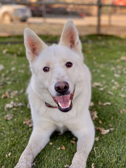 Charmin, an adoptable Husky in Chico, CA, 95928 | Photo Image 5