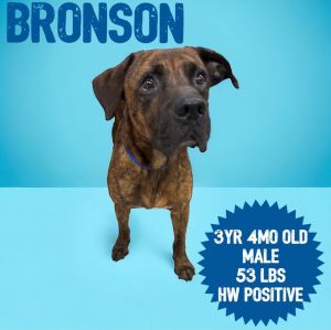 Bronson