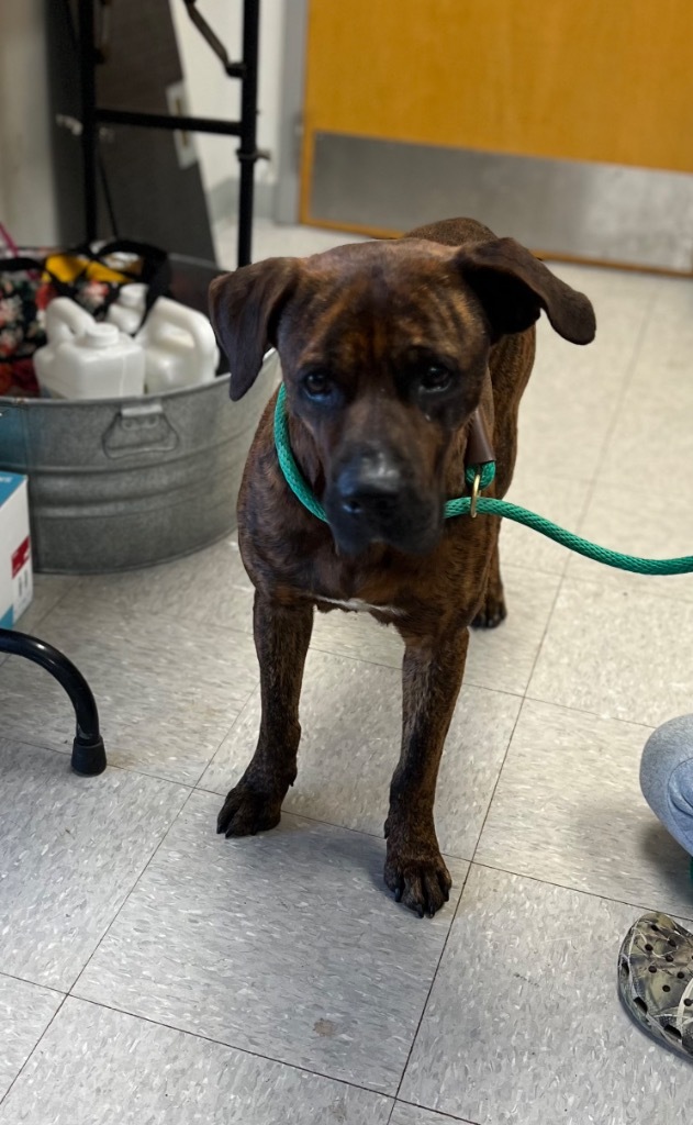 Bronson, an adoptable Mountain Cur in Sorrento, LA, 70778 | Photo Image 2