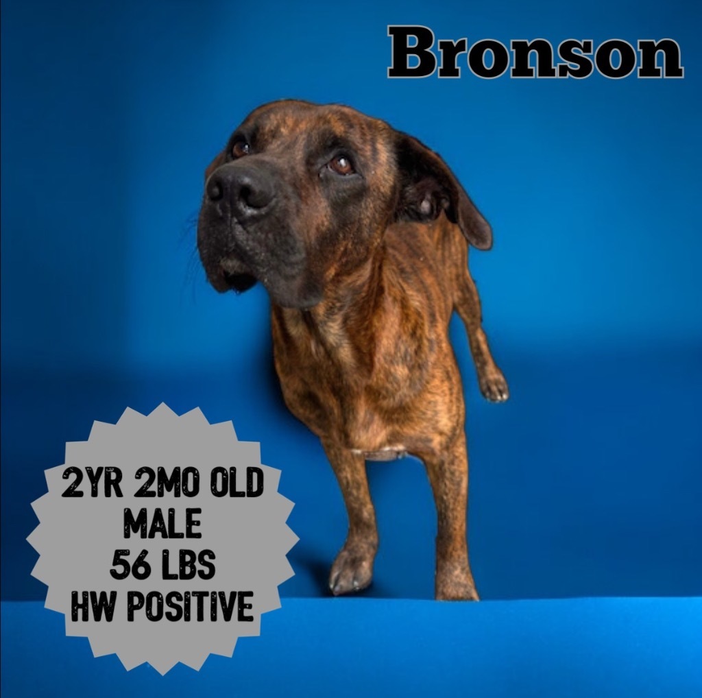 Bronson, an adoptable Mountain Cur in Sorrento, LA, 70778 | Photo Image 3