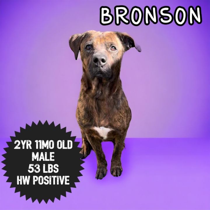 Bronson 4