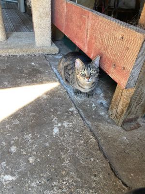Lexie, Senior Female Domestic Short Hair