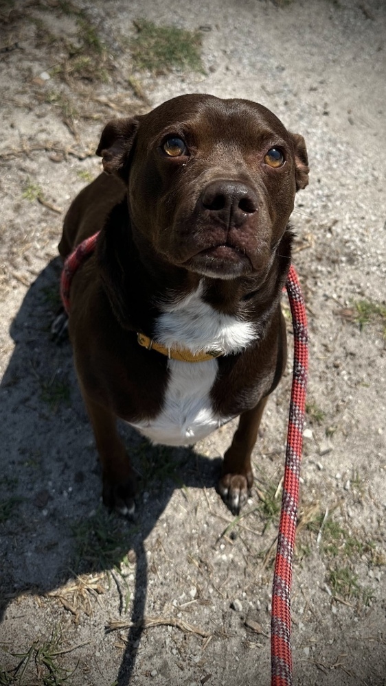 Mr Smee, an adoptable Mixed Breed, Terrier in Lakeland, FL, 33813 | Photo Image 6