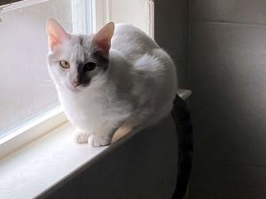 Miss Mochi is a beautiful young Siamese Mix Kitten  1 year old that was destined for tragedy as s