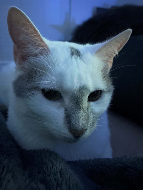 Cat for adoption - Miss Mochi, a Siamese Mix in Decatur, GA | Petfinder