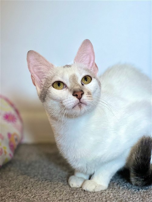 Cat for adoption - Miss Mochi, a Siamese Mix in Decatur, GA | Petfinder