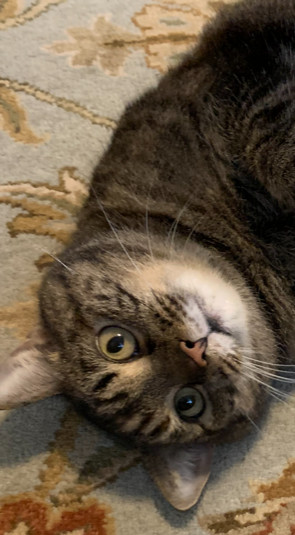 Lovely Sophie is homeless through no fault of her own She is a lovely 3 or 4-year old Gray Tabby