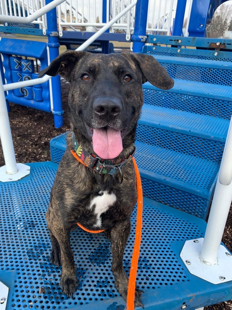 Brownie, an adoptable Shepherd in Liverpool, NY, 13088 | Photo Image 1