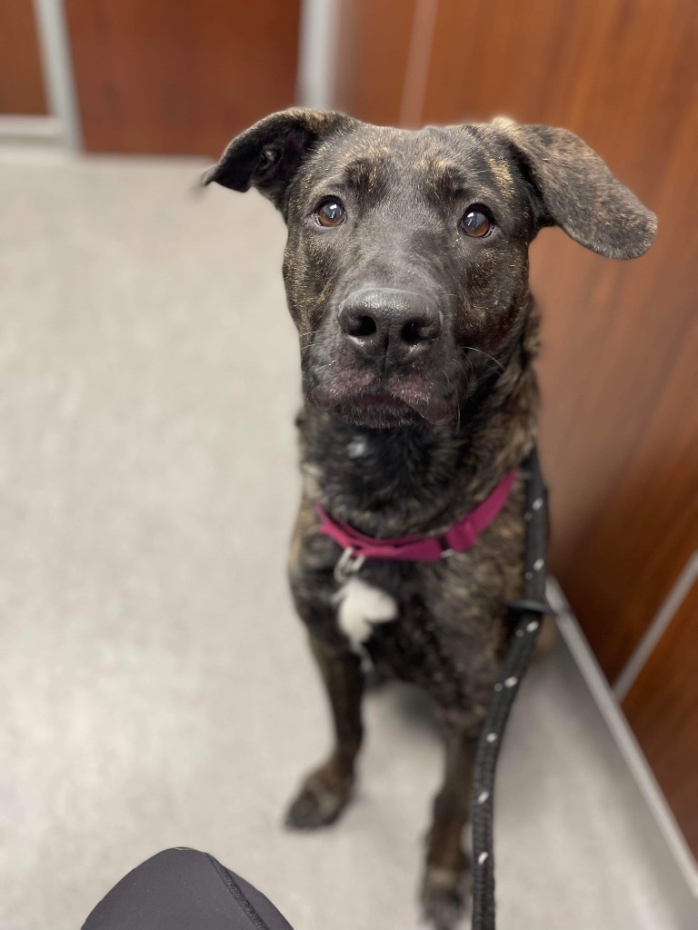 Brownie, an adoptable Shepherd in Liverpool, NY, 13088 | Photo Image 2