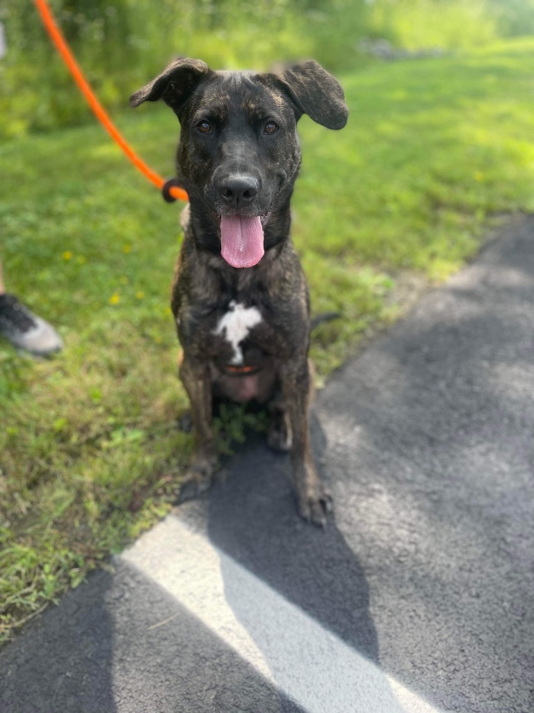 Brownie, an adoptable Shepherd in Liverpool, NY, 13088 | Photo Image 4