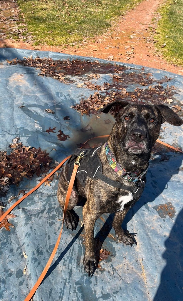 Brownie, an adoptable Shepherd in Liverpool, NY, 13088 | Photo Image 6