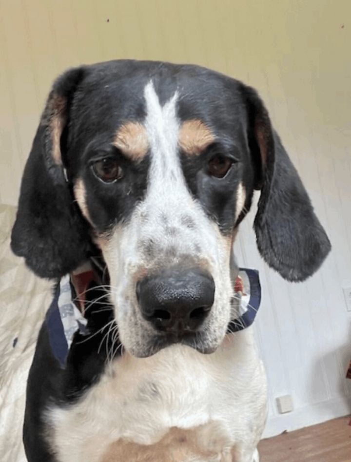 Leroy Dixie, an adopted Bluetick Coonhound Mix in Woburn, MA_image-1