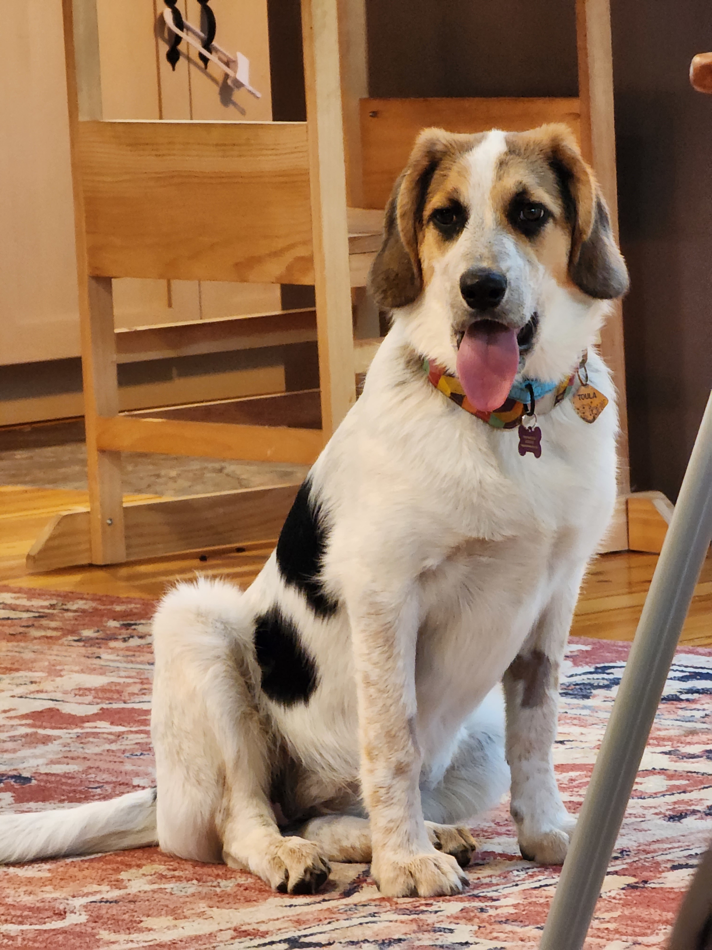 Lola is in Maine! 