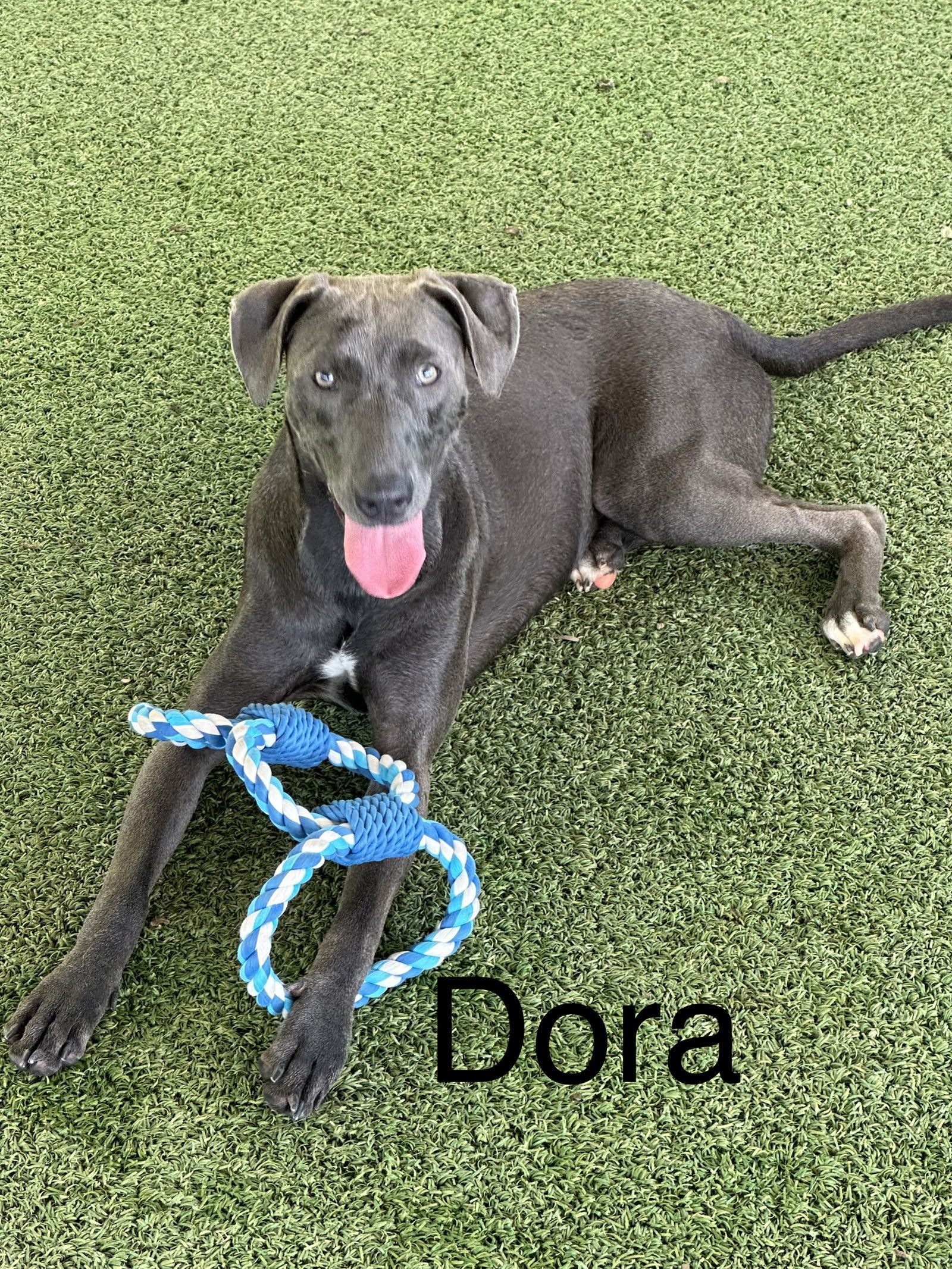Dora, an adoptable Rhodesian Ridgeback, Terrier in Pipe Creek, TX, 78063 | Photo Image 1