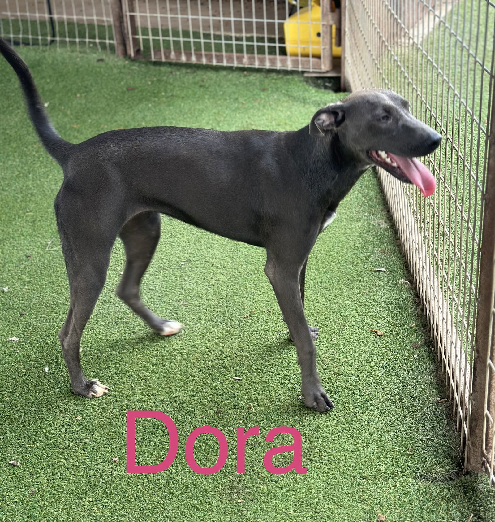 Dora, an adoptable Rhodesian Ridgeback, Terrier in Pipe Creek, TX, 78063 | Photo Image 2