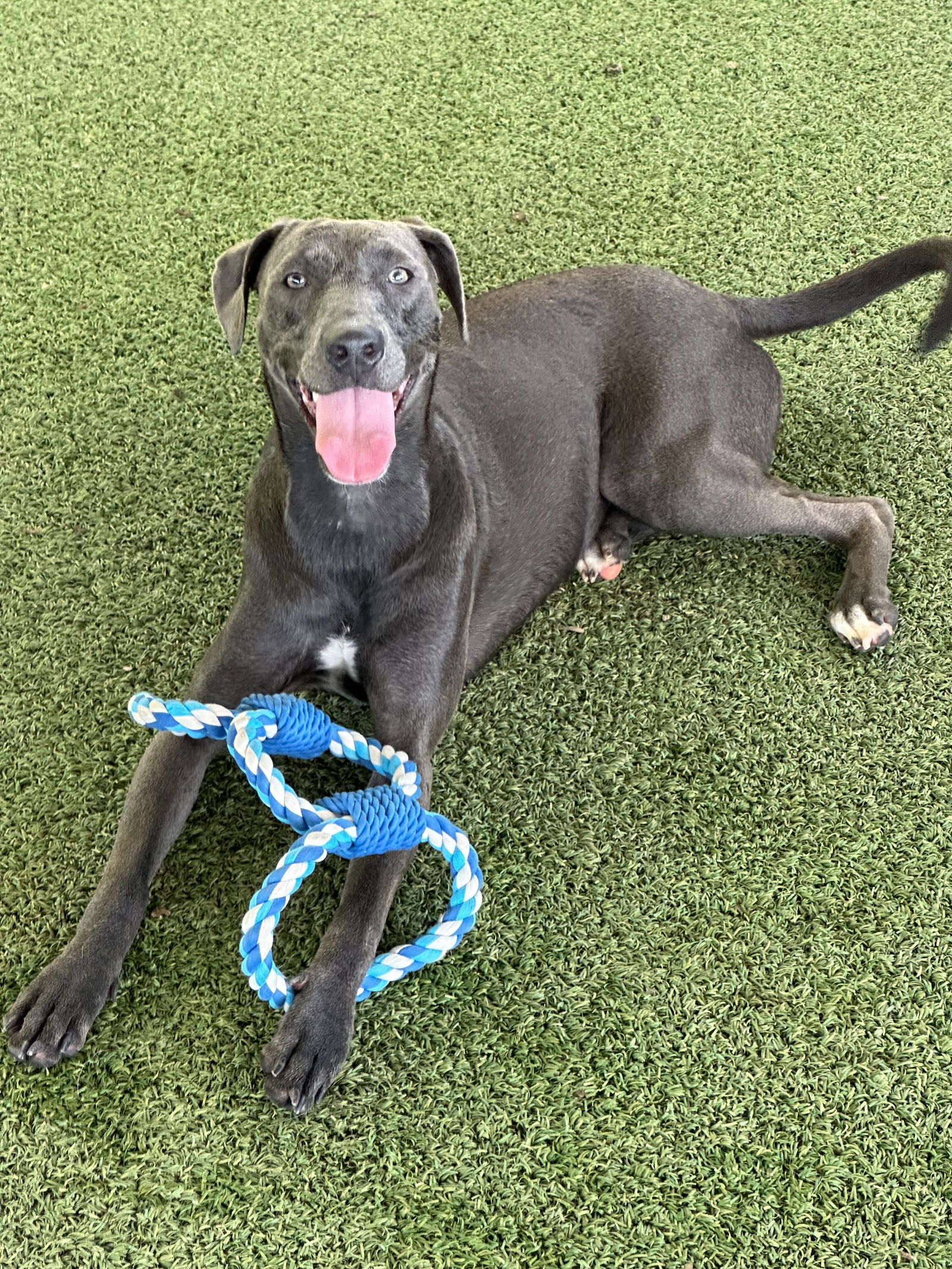 Dora, an adoptable Rhodesian Ridgeback, Terrier in Pipe Creek, TX, 78063 | Photo Image 3