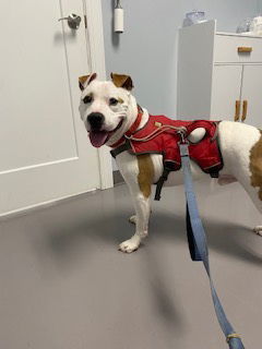 Odie, an adoptable American Bulldog in Norfolk, VA, 23518 | Photo Image 1