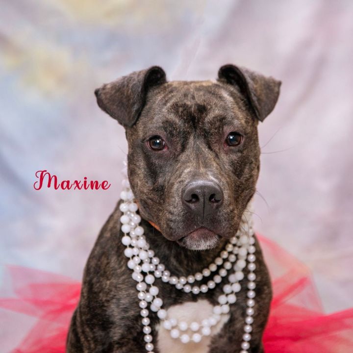 Maxine, an adopted Terrier Mix in Savannah, GA_image-3