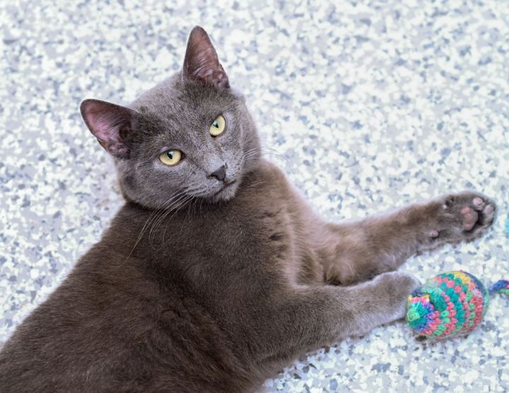 Sharkey, an adopted Domestic Short Hair Mix in Chattanooga, TN_image-1