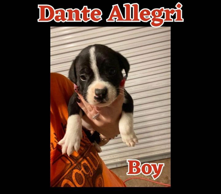 Dante Allegri, an adopted Labrador Retriever Mix in Newcastle, OK_image-1