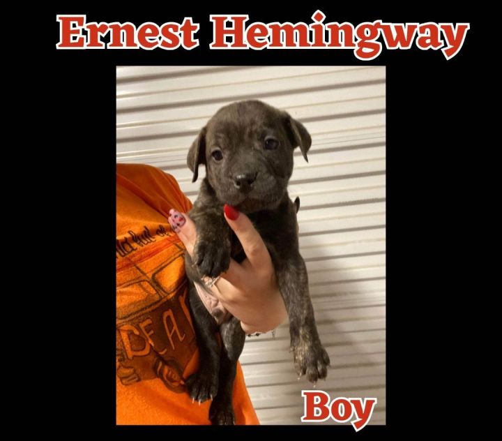 Ernest Hemingway, an adoptable Labrador Retriever Mix in Newcastle, OK_image-1