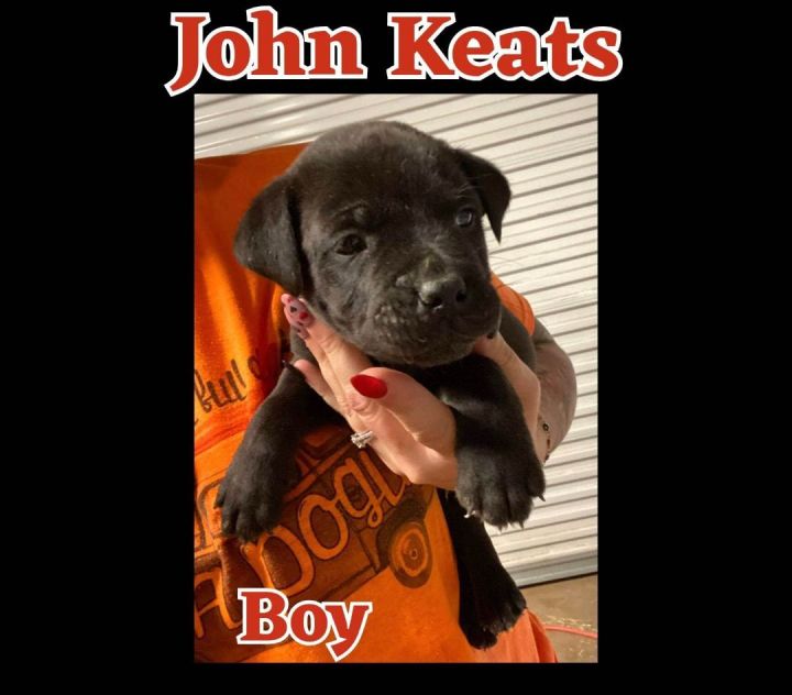 John Keats, an adoptable Labrador Retriever Mix in Newcastle, OK_image-4