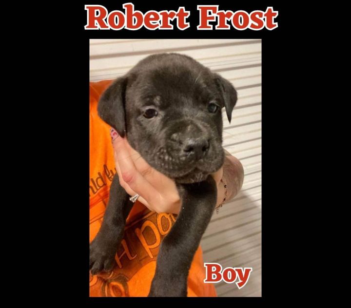 Robert Frost, an adoptable Labrador Retriever Mix in Newcastle, OK_image-5