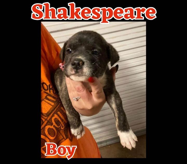 Shakespeare, an adoptable Labrador Retriever Mix in Newcastle, OK_image-1