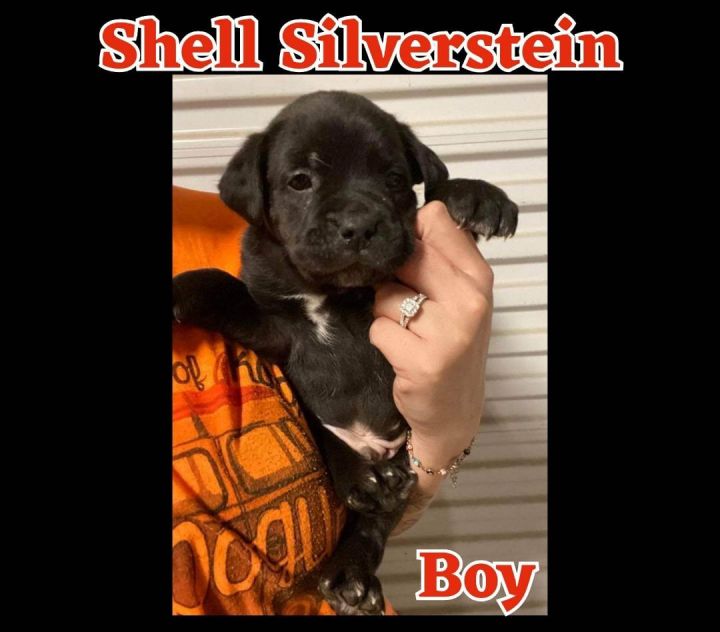 Shell Silverstein 1