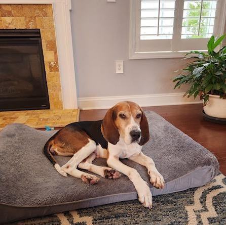 Lumi IS ADOPTED!