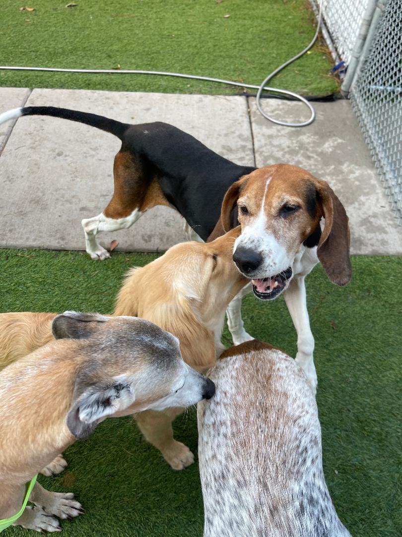 Lumi IS ADOPTED!