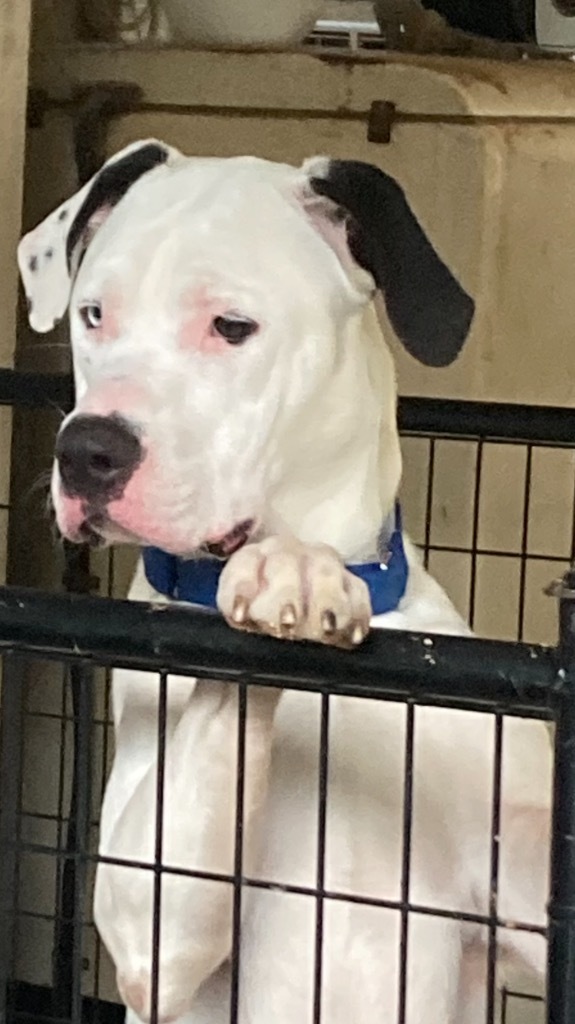 Dog for adoption - Hawk, a Labrador Retriever & Mountain Dog Mix in