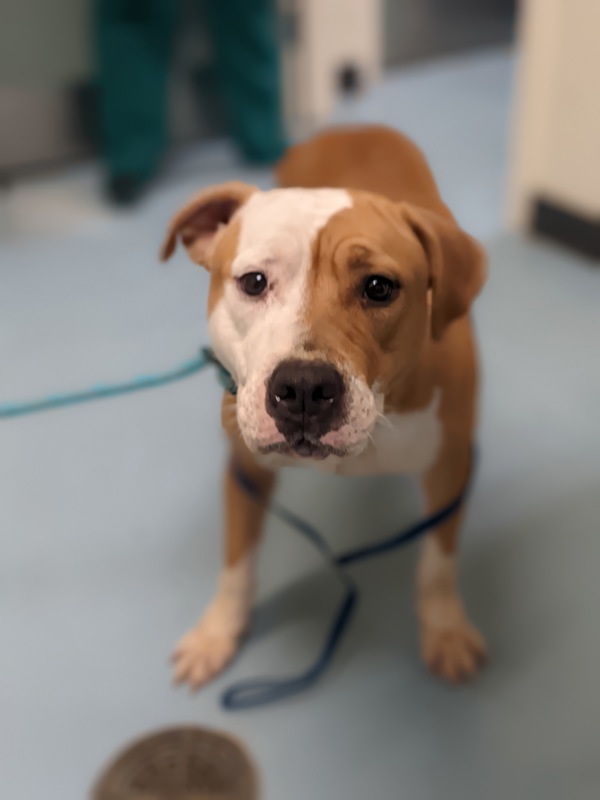 Twinkie (In Foster), an adoptable Pit Bull Terrier in Portsmouth, VA, 23701 | Photo Image 6