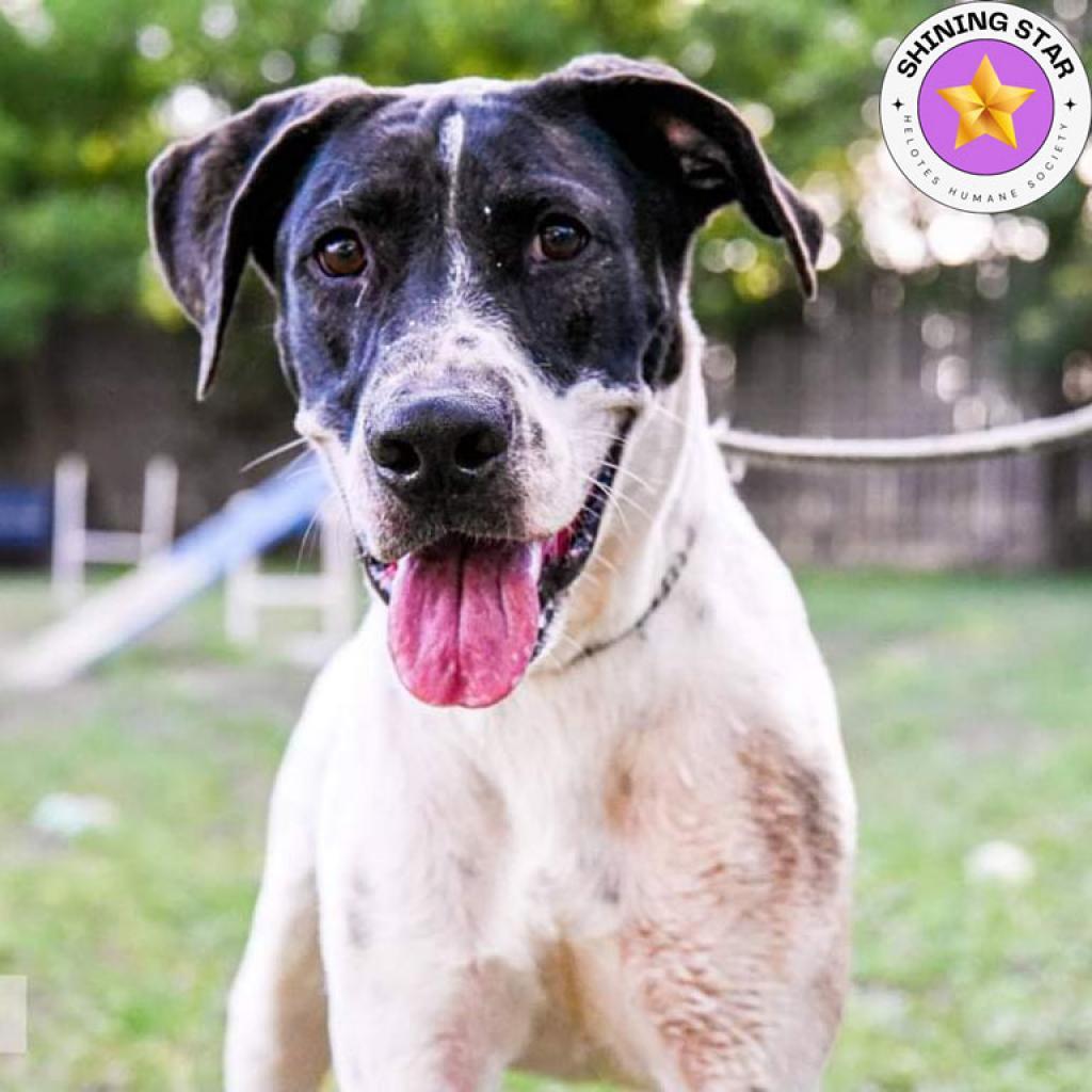 Jasper, an adoptable Pointer, Mastiff in San Antonio, TX, 78253 | Photo Image 1