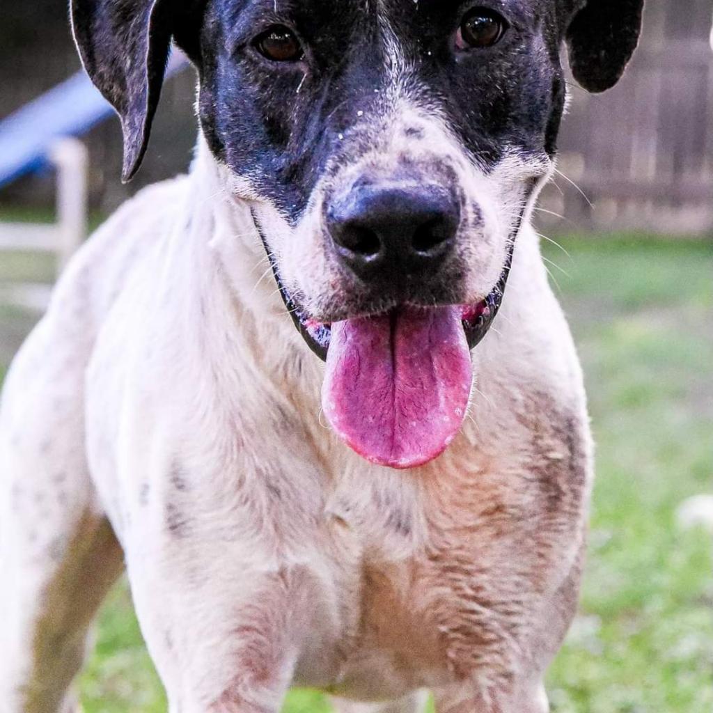 Jasper, an adoptable Pointer, Mastiff in San Antonio, TX, 78253 | Photo Image 2