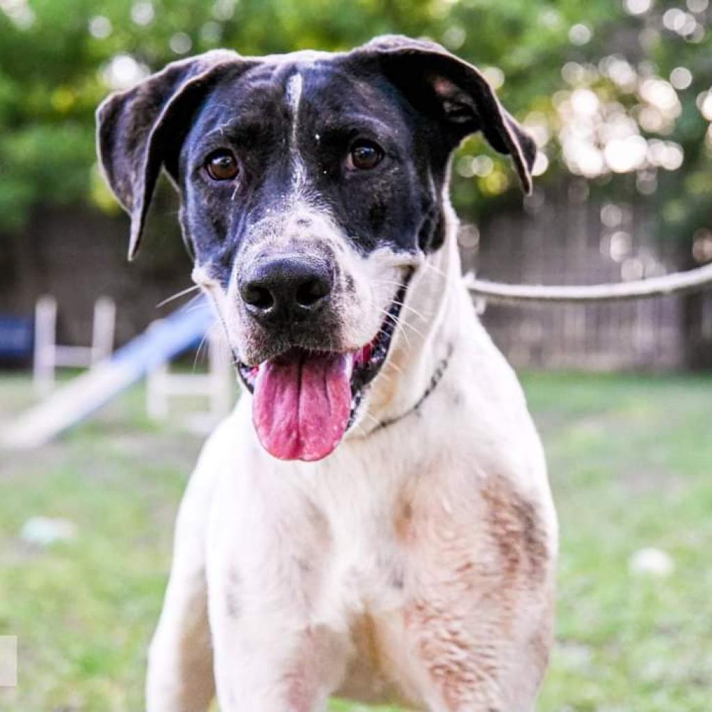 Jasper, an adoptable Pointer, Mastiff in San Antonio, TX, 78253 | Photo Image 3